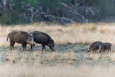   Yaban domuzu (Sus scrofa), domuz, yaban domuzu veya Avrasya yaban domuzu olarak da bilinir. Bu yaban domuzu yavrularıyla birlikte sonbaharın başında Veluwe NP-Hollanda 'da yiyecek arıyor..                             
