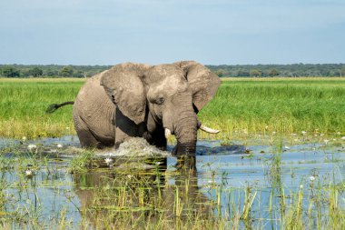 Bir boğa fili ile yakın temas. Afrika fili, yeşil mevsimde Mahango Ulusal Parkı 'ndaki Okavango Nehri' nde yemek yiyor..