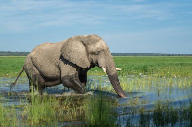 Bir boğa fili ile yakın temas. Afrika fili, yeşil mevsimde Mahango Ulusal Parkı 'ndaki Okavango Nehri' nde yemek yiyor..