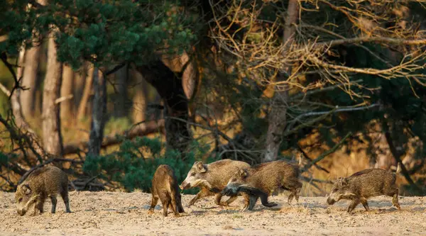   Yaban domuzu (Sus scrofa), domuz, yaban domuzu veya Avrasya yaban domuzu olarak da bilinir. Bu yaban domuzu yavrularıyla birlikte sonbaharın başında Veluwe NP-Hollanda 'da yiyecek arıyor..                             