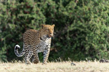 Leopard (Panthera Pardus) hunting. This leopard was hunting  in Mashatu Game Reserve in the Tuli Block in Botswana   clipart