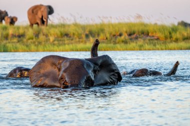 Öğleden sonra Namibya ve Botswana arasında Chobe Nehri 'ni geçen fillerle yakın temas..