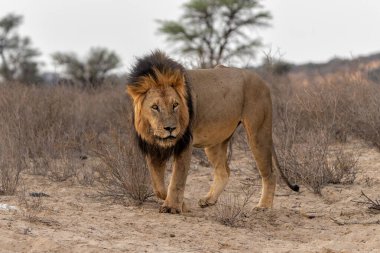 Aslan (Panthera leo) Kalahari Çölü 'nün kumlarında asılı duruyor. Bu baskın erkek aslan avını Güney Afrika 'daki Kgalagadi Sınır Aşan Parkı' nda koruyordu..