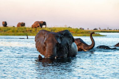 Öğleden sonra Namibya ve Botswana arasında Chobe Nehri 'ni geçen fillerle yakın temas..