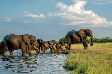Öğleden sonra Namibya ve Botswana arasında Chobe Nehri 'ni geçen fillerle yakın temas..