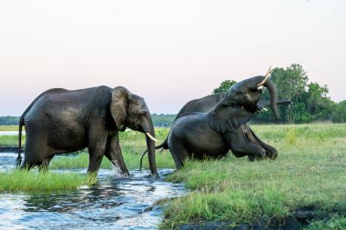 Close encounter with Elephants crossing the Chobe river between Namibia and Botswana in the late afternoon seen from a boat. clipart