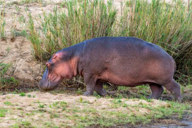 Hippopotamus walking and eating out of the water on the banks of the Sabie River in Kruger National Park in South Africa clipart