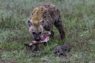 Sırtlan yavrusu mağarada görüldü. Yetişkin sırtlan mağaraya bir av getirdi ve genç bir yavru sabahın erken saatlerinde Güney Afrika 'nın Büyük Kruger Bölgesi' ndeki Sabi Sands oyun parkında ortaya çıkıyordu.