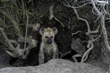 Sırtlan yavrusu mağarada görüldü. Yetişkin sırtlan mağaraya bir av getirdi ve genç bir yavru sabahın erken saatlerinde Güney Afrika 'nın Büyük Kruger Bölgesi' ndeki Sabi Sands oyun parkında ortaya çıkıyordu.