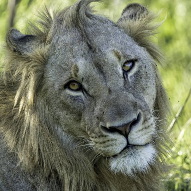 Aslan Kral. Güney Afrika 'daki Hluhluwe Ulusal Parkı' nda bir erkek aslan portresi (Panthera leo)