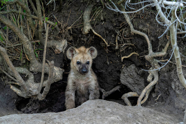 Spotted Hyena cub at the den. The adult hyena did bring a prey to the den and a young cub was comming out in the early morning  in Sabi Sands Game Reserve in the Greater Kruger Region in South Africa