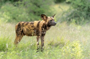 Afrika Vahşi Köpeği Güney Afrika 'daki Kruger Ulusal Parkı' nda dinlenip yiyecek arıyor.