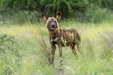 Afrika Vahşi Köpeği Güney Afrika 'daki Kruger Ulusal Parkı' nda dinlenip yiyecek arıyor.