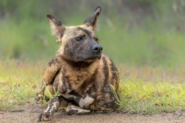 Afrika Vahşi Köpeği Güney Afrika 'daki Kruger Ulusal Parkı' nda dinlenip yiyecek arıyor.