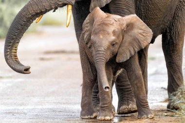 Fil bebek. Bu fil yavrusu annesiyle birlikte Güney Afrika 'daki Kruger Ulusal Parkı' nda yürüyor.