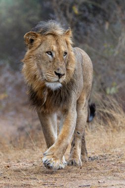 Güney Afrika 'daki Kruger Ulusal Parkı' nda hüküm süren erkek aslan.