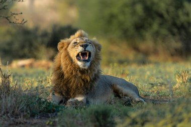 Güney Afrika 'daki Kruger Ulusal Parkı' nda hüküm süren erkek aslan.