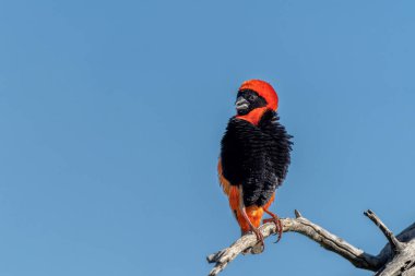 Güney Fil veya Kızıl Fil (Euplectes orix), Güney Afrika 'daki Pilanesberg Ulusal Parkı' nda üreme tüyleri içinde oturan kur yapan erkek.