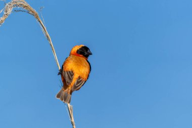 Güney Fil veya Kızıl Fil (Euplectes orix), Güney Afrika 'daki Pilanesberg Ulusal Parkı' nda üreme tüyleri içinde oturan kur yapan erkek.