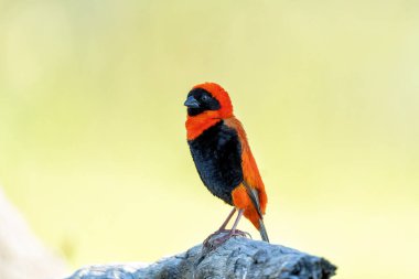 Güney Fil veya Kızıl Fil (Euplectes orix), Güney Afrika 'daki Pilanesberg Ulusal Parkı' nda üreme tüyleri içinde oturan kur yapan erkek.