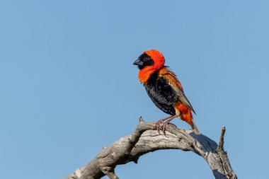Güney Fil veya Kızıl Fil (Euplectes orix), Güney Afrika 'daki Pilanesberg Ulusal Parkı' nda üreme tüyleri içinde oturan kur yapan erkek.