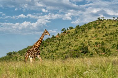 Yeşil mevsimde yeşil çimlerin üzerinde duran erkek zürafa. Güney Afrika 'daki Pilanesberg Ulusal Parkı' nın dağları arasında güzel bir gökyüzü var.