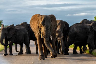 Fil sürüsü yiyecek ve su için Güney Afrika 'daki Kruger Ulusal Parkı' na hareket ediyor.