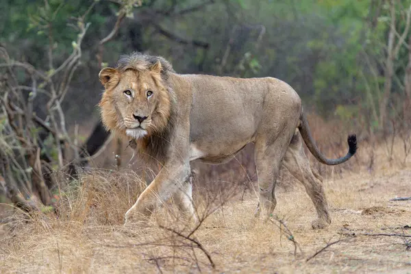Güney Afrika 'daki Kruger Ulusal Parkı' nda hüküm süren erkek aslan.