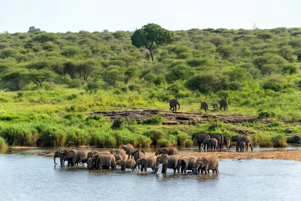 Fil sürüsü yiyecek ve su için Güney Afrika 'daki Kruger Ulusal Parkı' na hareket ediyor.