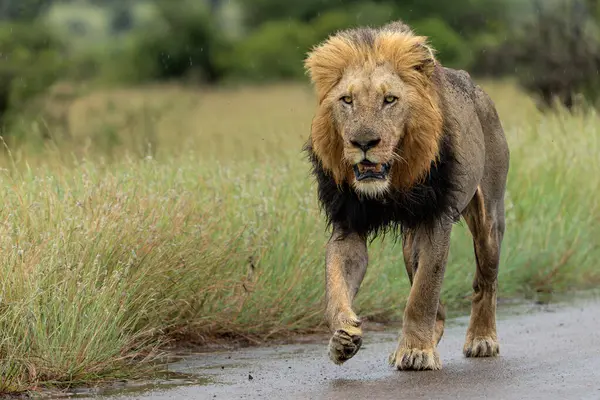 Güney Afrika 'daki Kruger Ulusal Parkı' nda hüküm süren erkek aslan.