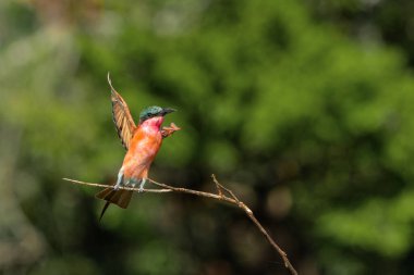 Güney Carmine arı yiyicisi (Merops nubicoides) Güney Afrika 'daki Kruger Ulusal Parkı' nda avlanıyor