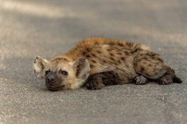 Sırtlan yavrusu... Güney Afrika 'daki Kruger Ulusal Parkı' nda küçük meraklı bir sırtlan yavrusuyla yakın temasta.