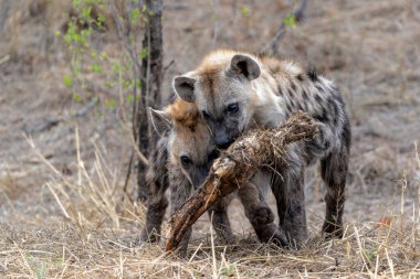 Sırtlan yavrusu... Güney Afrika 'daki Kruger Ulusal Parkı' nda küçük meraklı bir sırtlan yavrusuyla yakın temasta.