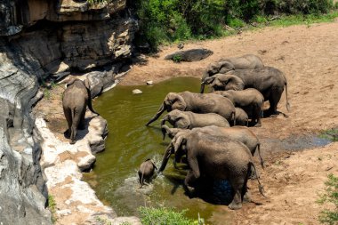 Fil sürüsü Güney Afrika 'daki Hluhluwe Ulusal Parkı' nda yiyecek ve su için dolaşıyor.