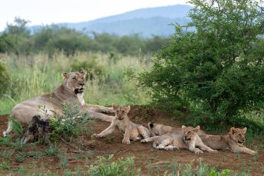 Aslan anne ve yavru. Bu dişi aslan, Güney Afrika 'nın kuzeybatısındaki Madikwe oyun parkında yavrularıyla dinleniyordu.