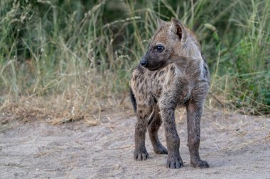 Sırtlan yavrusu... Güney Afrika 'daki Kruger Ulusal Parkı' nda küçük meraklı bir sırtlan yavrusuyla yakın temasta.