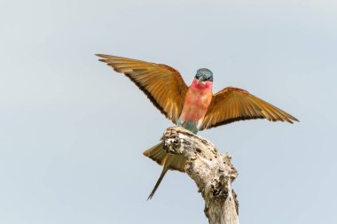 Güney Carmine arı yiyicisi (Merops nubicoides) Güney Afrika 'daki Kruger Ulusal Parkı' nda avlanıyor