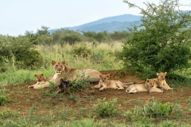 Aslan anne ve yavru. Bu dişi aslan, Güney Afrika 'nın kuzeybatısındaki Madikwe oyun parkında yavrularıyla dinleniyordu.
