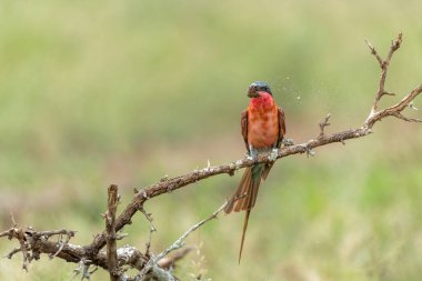Güney Carmine arı yiyicisi (Merops nubicoides) Güney Afrika 'daki Kruger Ulusal Parkı' nda avlanıyor