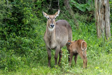 Waterbuck (Kobus ellipsiprymnus). Waterbuck anne ve yavrusu Güney Afrika 'daki Kruger Ulusal Parkı' nın çalılıklarında koruma arıyorlar.