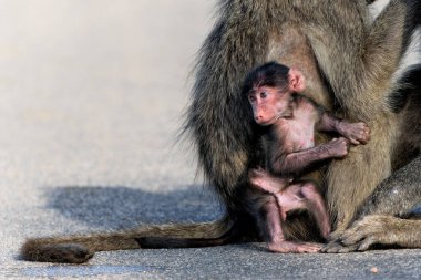 Bebek babun, Güney Afrika 'daki Kruger Ulusal Parkı' nda annesine koruma sağlıyor. 