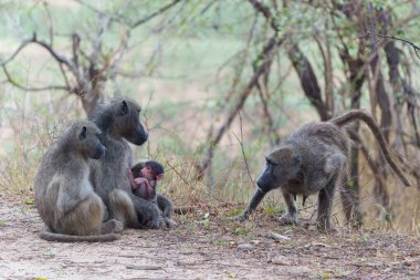 Bebek babun, Güney Afrika 'daki Kruger Ulusal Parkı' nda annesine koruma sağlıyor. 