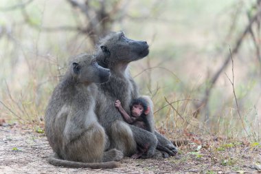 Bebek babun, Güney Afrika 'daki Kruger Ulusal Parkı' nda annesine koruma sağlıyor. 