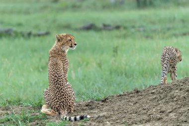 Genç Çita (Acinonyx jubatus) Güney Afrika 'daki Madikwe Oyun Rezervi' nde öğleden sonra avını arıyor