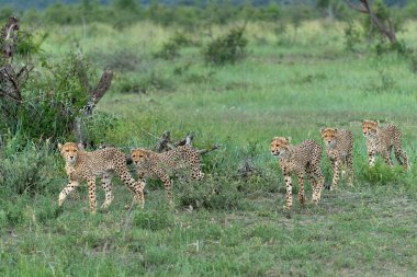Genç Çita (Acinonyx jubatus) Güney Afrika 'daki Madikwe Oyun Rezervi' nde öğleden sonra avını arıyor