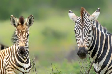 Güney Afrika Kruger Ulusal Parkı 'nda bir bebek zebranın portresi (Equus burchelli)