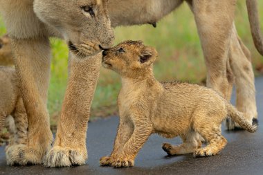 Aslan yavruları anneleriyle yağmurda yürüyorlar Güney Afrika 'da Kruger Ulusal Parkı' nda