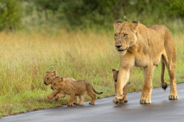 Aslan yavruları anneleriyle yağmurda yürüyorlar Güney Afrika 'da Kruger Ulusal Parkı' nda