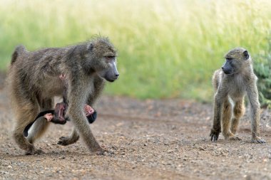 Bebek babun, Güney Afrika 'daki Kruger Ulusal Parkı' nda annesine koruma sağlıyor. 
