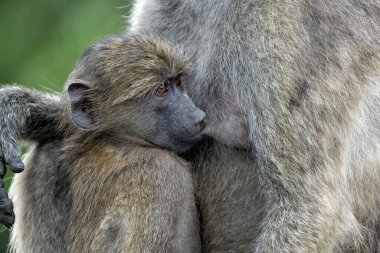 Bebek babun, Güney Afrika 'daki Kruger Ulusal Parkı' nda annesine koruma sağlıyor. 